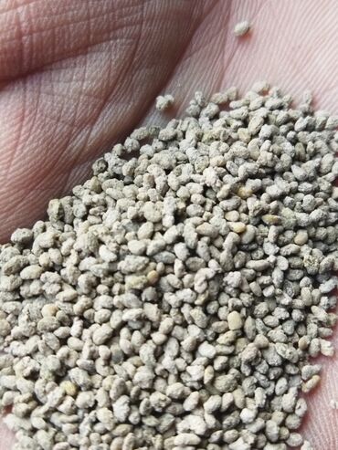 Кормовые растения: Семена кормовых растений: Люцерна — 2