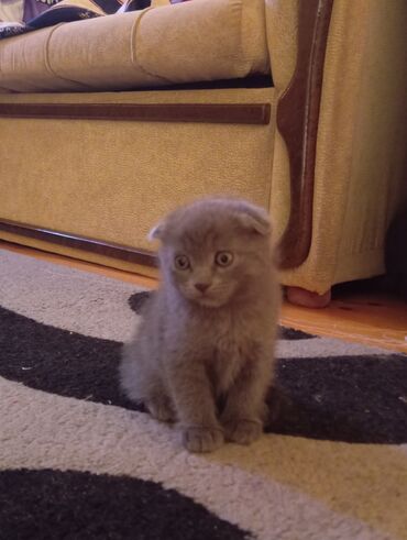 шотландские вислоухие коты: Şotland lalafo.az -da шотландские вислоухие коты: Şotland