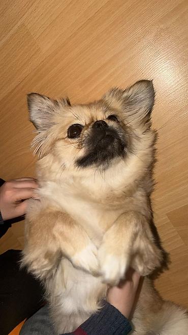 Pişiklər: Yaxşı əllərə — 5