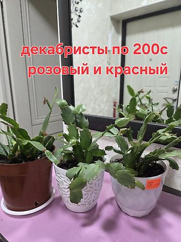 ред: Комнатные растения и композиты в горшках. Отличный подарок для Вас и — 1