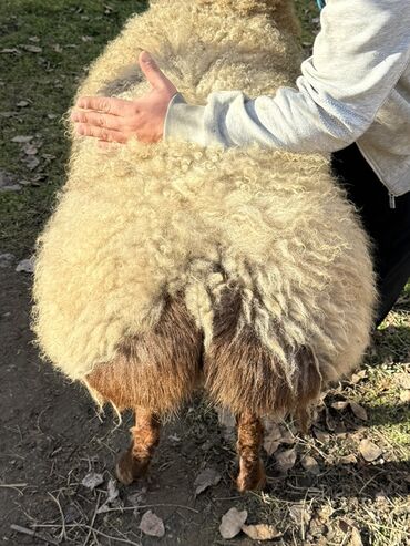 Баран, овца: Продаю | Овца (самка) | Для разведения | Ярка — 5