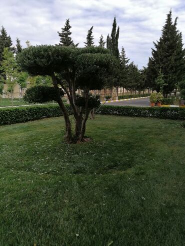 Landşaft işləri: Salam aleykum Adim Sahib 44yaşim var Bakida yaşayiram Gündelik olaraq — 24