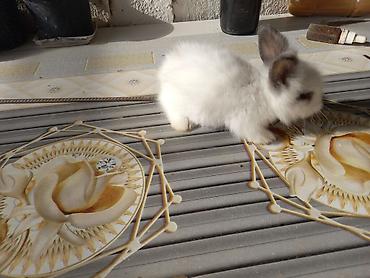 С/х животные и товары: Məhsul: Angora tipli tüklü dovşan balaları Təsvir: - Qarlı-ağ və boz — 2