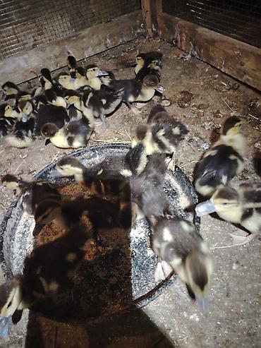 cücə və xoruz təmsil: Arginal lar ordekleri 20 eded 10 gunluk - Cins: Muscovy (indo-ördək) — 1