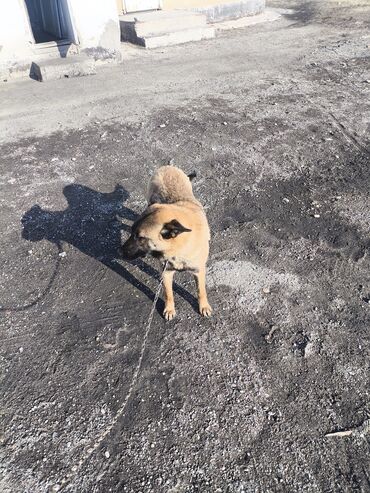 Продажа собак: Порода: бельгийская овчарка (малинуа) Самец Описание: - ОПЫТНЫЙ — 21