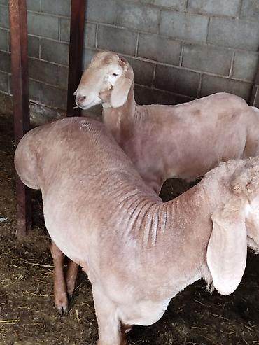 Баран, овца: Продаю | Баран (самец) | Для разведения — 9