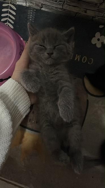 Британская вислоухая, Самка, В добрые руки, Самовывоз at lalafo.az — 2 Британская вислоухая, Самка, В добрые руки, Самовывоз — 2