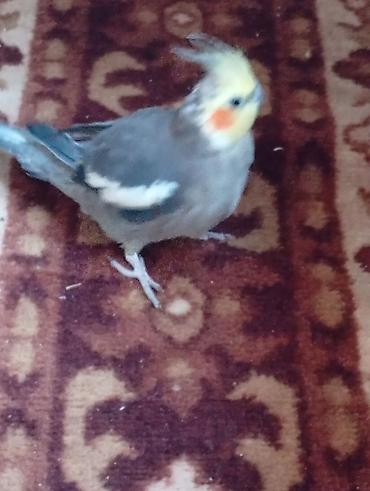 cats az: Nimfa (Cockatiel) papağanı - Növ: Nimfa (cockatiel) - Rəng: boz — 2