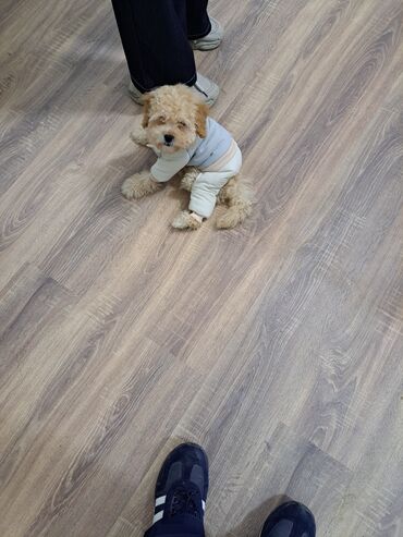 İtlər: Pudel, 3 ay, Erkek — 4