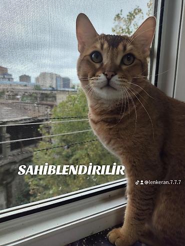benqal: Yaxşı əllərə — 7