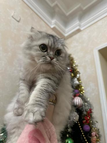 Pişiklər: Şotland — 8