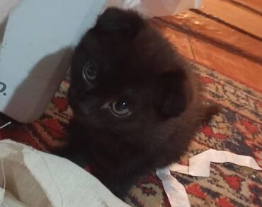 вислоухий котенок цена: Скотиш Фолд (Шотландиялык шалпаң кулак), 2 айлык, Ургаачы, Кара