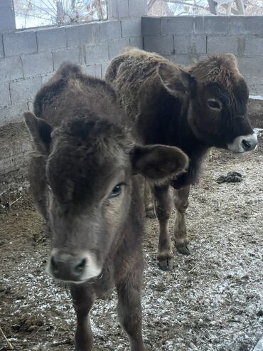 Коровы, быки: Продаю | Тёлка | На откорм, Для разведения, Для молока — 6