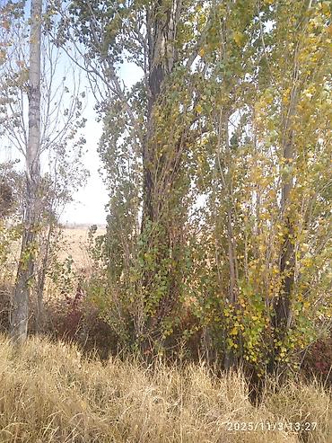 Тополь: Тополя для озеленения/живой изгороди - Порода: тополь (пирамидальный — 3