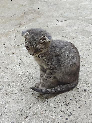 şotland pisiy: Şotland yastı qulaq, Yaxşı əllərə — 3
