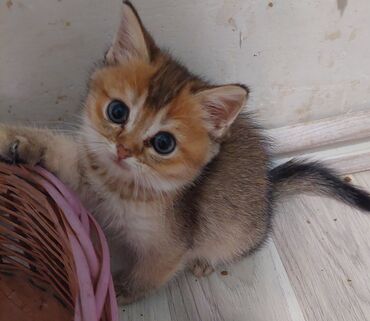 Pişiklər: Şotland, Erkək, Dişi, Yaxşı əllərə, Ünvandan götürmə — 10