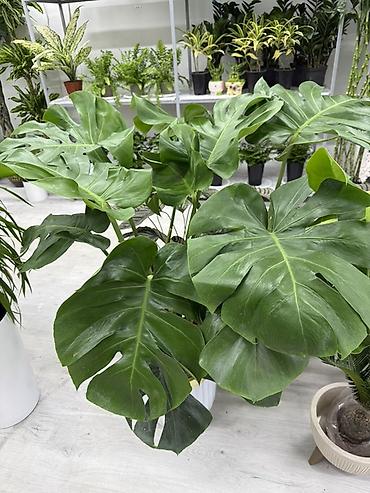 куплю цветы домашние: Комнатные растения в горшках - Бальзамины (Impatiens) — компактные — 10
