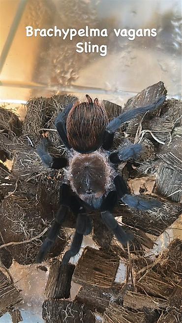 mal inək: Məhsul: Seçmə tarantula balaları (sling) Növlər: - Brachypelma vagans — 1