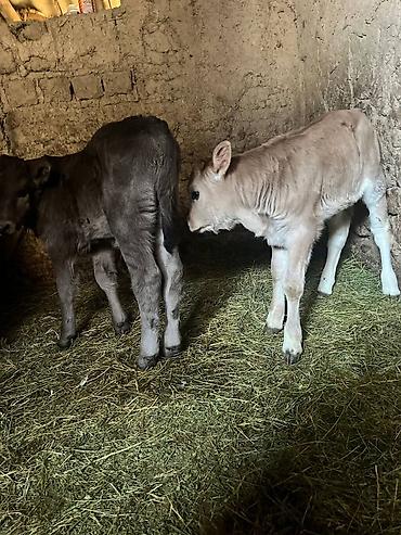 Коровы, быки: Продаю | Музоо, торпок | Алатауская | На откорм | Искусственник — 8