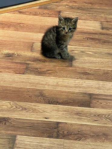 Pişiklər: Türk anqora -da lalafo.az — 27 Pişiklər: Türk anqora — 27