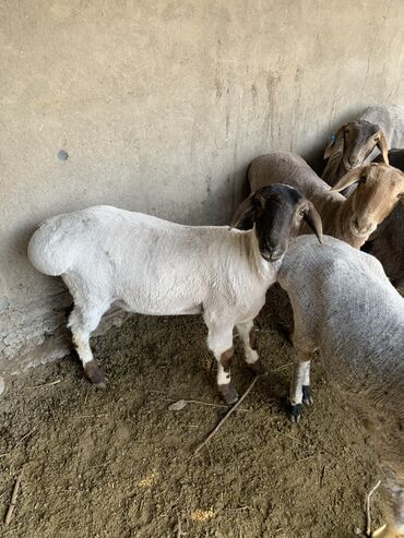 собака дом: Сатам | Ургаачы кой (ургаачы), Козу, Кочкор (эркек)