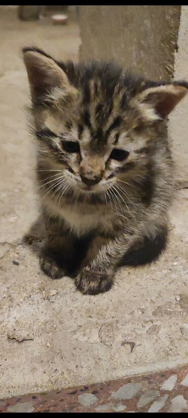 Pişiklər: Tabbi, Erkək