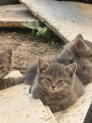 Үй жаныбарлары: Котята серые полосатые, пушистые. полудлинной шерстью и — 2