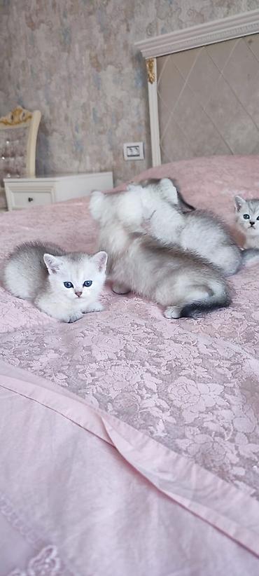 Pişiklər: Britan — 1