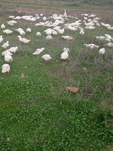 at satilir: Açıq‑hava şəraitində otlaqda bəslənən ağ ördəklər satılır. Məhsulun — 2