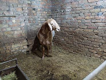Баран, овца: Продаю | Баран (самец) | Для разведения — 12