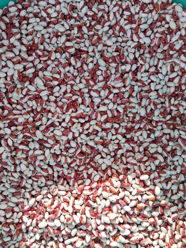 Крупы, мука, сахар: 🔴Продаётся🔴 Фасоль красная юбка (красная шапочка ) цена за кг