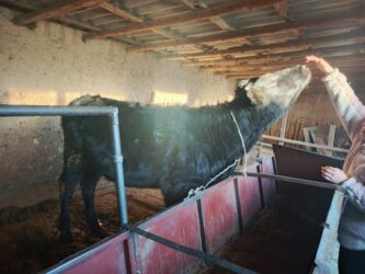 теленки или телята купить: Сатам | Кунаажын, Музоо | Голштин | Көбөйтүү үчүн, Сүт алуу үчүн | Жасалма уруктандырылган