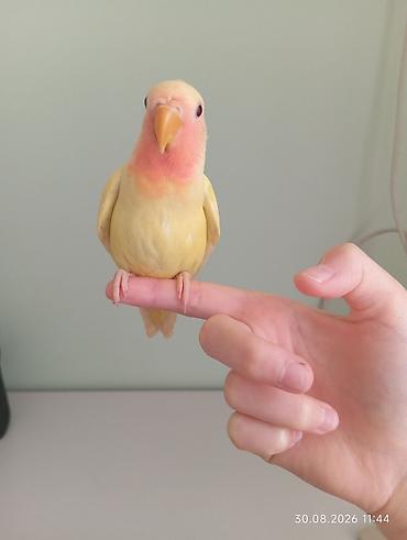 неразлучник: 🐦 Sevgi (nerazlucnik) papuqayı balaları satılır 🐣 1 ay yarımlıqdılar — 6