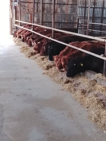 Dana, buzov: Hereford tipli ətlik danalar – fermadan - Şəkildəki bağlamalı fermada — 14