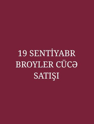 Cücələr: Toyuq cücələri, Ətlik, Ödənişli çatdırılma