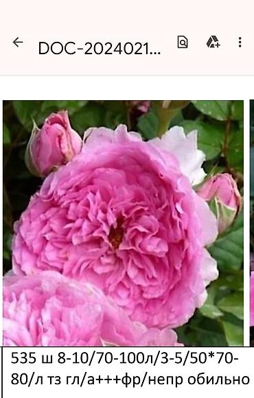 Садовые цветы и кустарники: Корни роз - Крупноцветковая чайно-гибридная роза с — 24