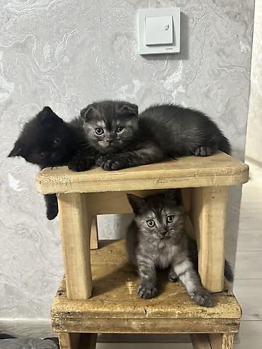 британец: Котята окраса дым/чёрный. - Возраст: 1,5 месяца. -Отец - британец — 2