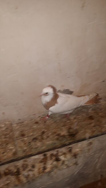 Göyərçinlər: Bawi kekili dizden cilpaq boynu qülü sari quyruqlar axi olanlarda var — 2