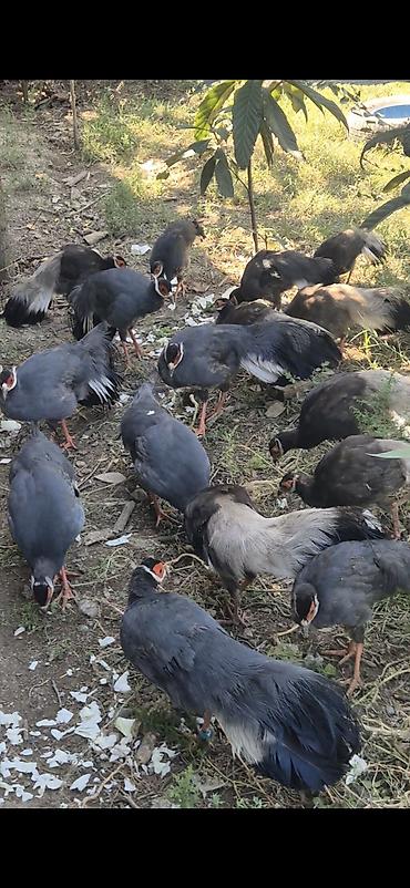 korella quşu acıq sarı 45 azn: Sini usastni qirqovulu 7 aylig balalar satilir catorilma da var bos — 5