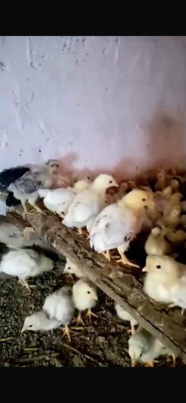 Pişiklər: Toyuq cücələri, Damazlıq
