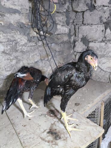 Cücələr: Toyuq cücələri, Damazlıq, Ünvandan götürmə — 7