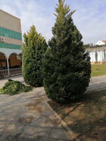 Landşaft işləri: Salam aleykum Adim Sahib 44yaşim var Bakida yaşayiram Gündelik olaraq — 15