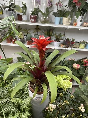 гузмания: Гузмания (Guzmania) с ярким красно-алым прицветником - Эффектный — 2