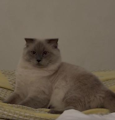Животные: Самец, Для вязки, Платная доставка — 3