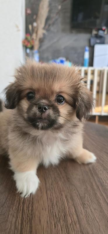 İtlər: Pekines, 3 ay, Peyvəndli — 6