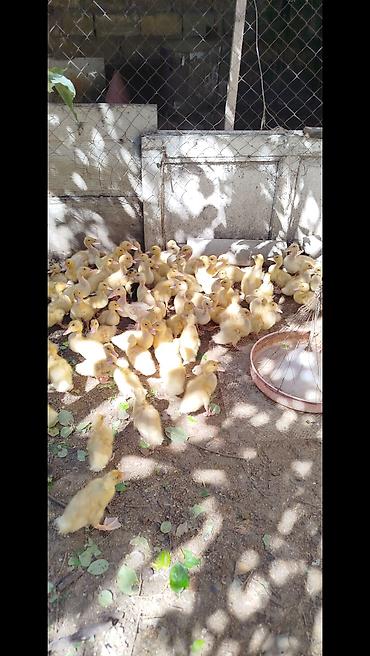 K/t heyvanları və malları: Salam tam sağlam Pekin kuban ordeklerdi 20 gunlukduler Ünvan masdaga — 5