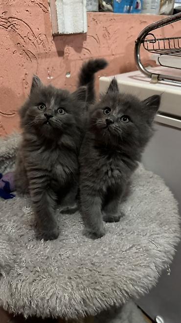 котенок скотиш страйт: Скотиш Страйт (Шотландская прямоухая), 2 месяца, Мальчик, Серый, С прививками — 2