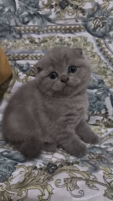 Pişiklər: Dişi, Erkək, Yaxşı əllərə, Ünvandan götürmə -da lalafo.az — 18 Pişiklər: Dişi, Erkək, Yaxşı əllərə, Ünvandan götürmə — 18