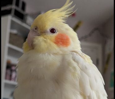 шотландская вислоухая голубая кошка: Корелла (нимфа), окрас лютино. 4 месяца, мальчик, шумный, активный