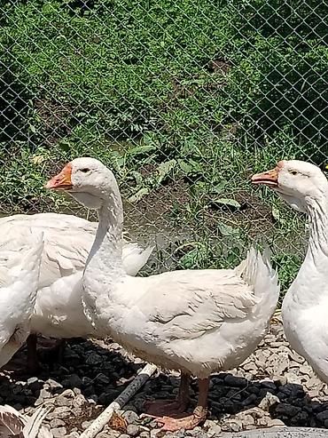 Qazlar: Ağ qaz – yerli təsərrüfat üçün yetişdirilmiş, sağlam və aktiv. - Rəng — 4